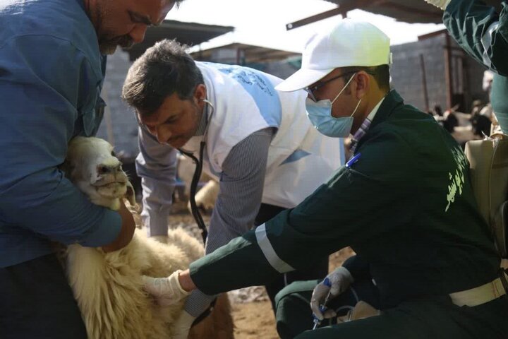 خدمات رایگان دامپزشکی در مناطق محروم بوشهر همچنان ادامه دارد