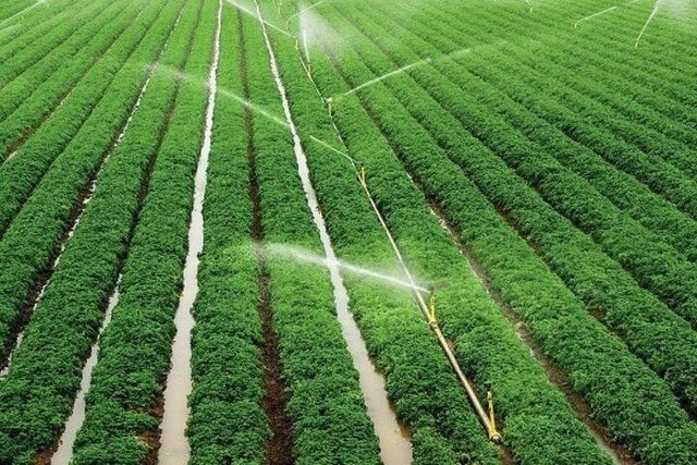 تبدیل بیش از ۳۷ هزار هکتار اراضی کشاورزی کردستان از دیم به آبی