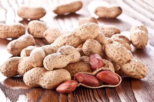 بادام‌زمینی گیلان؛ از مزرعه سنتی تا مسیر صنعتی‌سازی و مکانیزاسیون