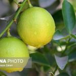 فرسودگی باغ‌ها برداشت لیموشیرین را ۱۰ درصد کاهش داد