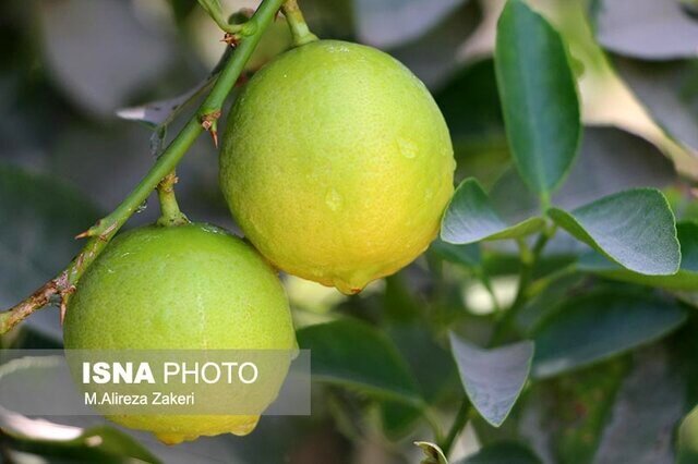 فرسودگی باغ‌ها برداشت لیموشیرین را ۱۰ درصد کاهش داد